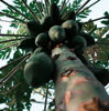 Image sur LIME + COCO - MOODGIE